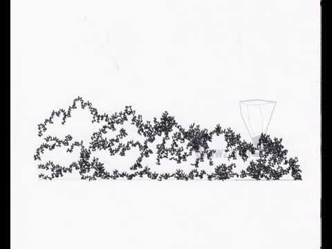 480x360 Landscape Drawing Basic 39 Shrub Elevation 09 - Bushes Sketch