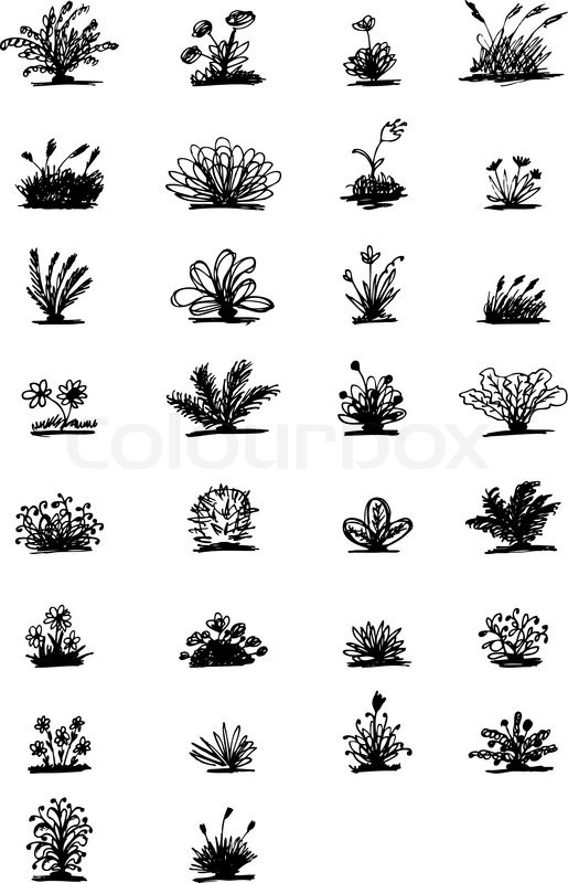 515x800 30 Sketch Of Plants For Your Design Stock Vector Colourbox - Bushes Sketch