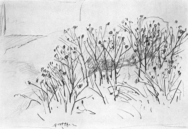 750x516 Plants, Trees, Botanical And Still Life Sketchuniverse - Bushes Sketch