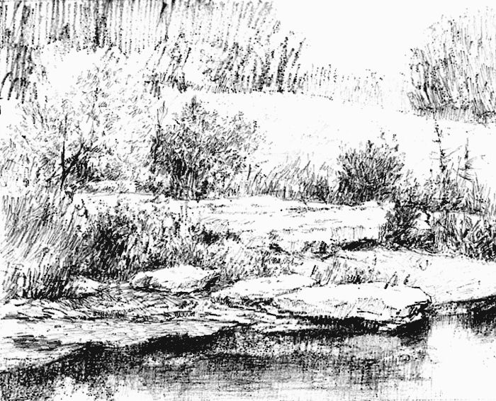 700x566 Drawing Bushes Pencil - Bushes Sketch