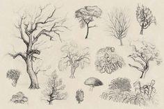 236x157 58 Best How To Draw Realistic Trees, Plants Bushes And Rocks - Bushes Sketch