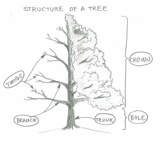 532x470 61 Best How To Draw Realistic Trees, Plants Bushes And, Sketch - Bushes Sketch