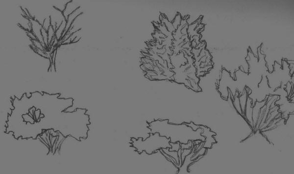 600x356 Arch 2502 Weblog - Bushes Sketch