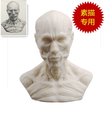 440x514 The Art Model Bust Sketch Human Musculoskeletal Head Skull Still - Bust Sketch