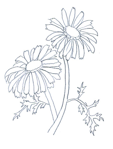 387x510 Flower Sketches - Buttercup Flower Sketch