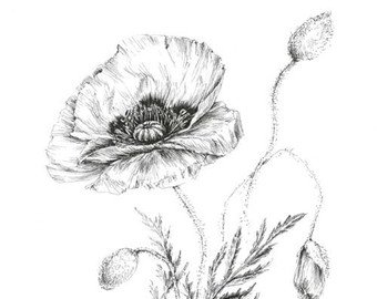 340x270 Flower Drawing Print Etsy - Buttercup Flower Sketch