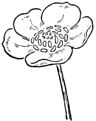 319x400 How To Draw Flowers Drawing Buttercups Step By Step Lesson In - Buttercup Flower Sketch