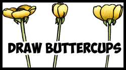 250x140 How To Draw Flowers Drawing Tutorials Amp Drawing Amp How To Draw - Buttercup Flower Sketch
