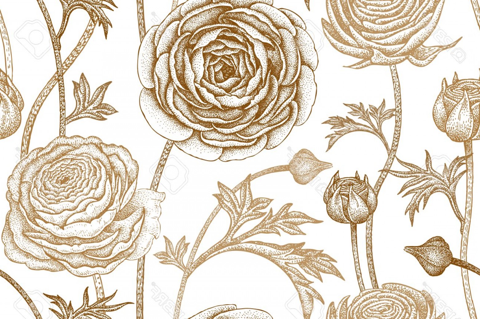 1560x1039 Photostock Vector Spring Flowers Seamless Floral Pattern Hand - Buttercup Flower Sketch