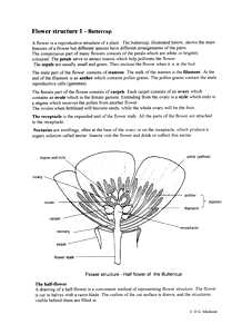 218x300 Plants Flower Structure Biology Teaching Notes Amp Drawings By - Buttercup Flower Sketch