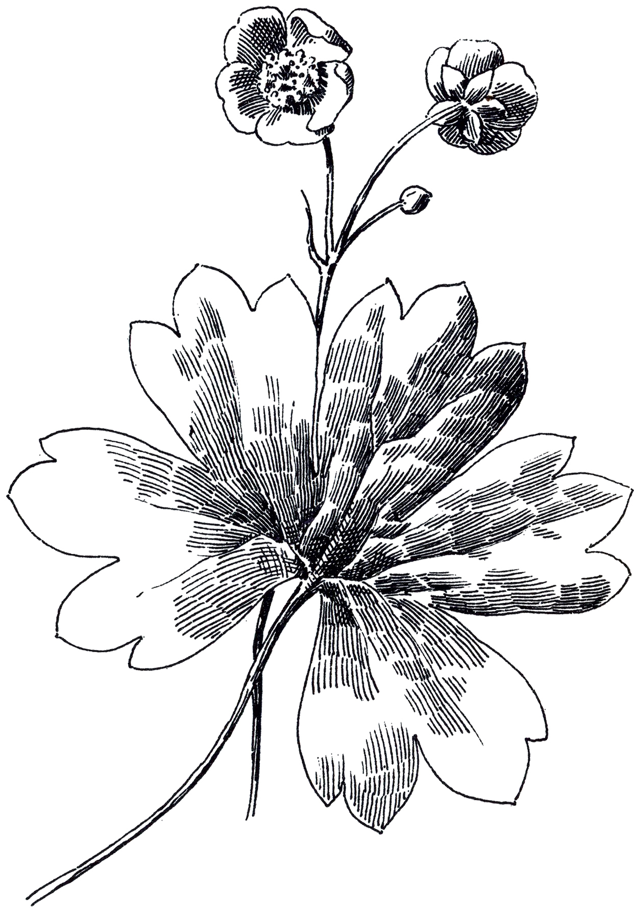 1242x1800 Buttercup Flower Images - Buttercup Flower Sketch