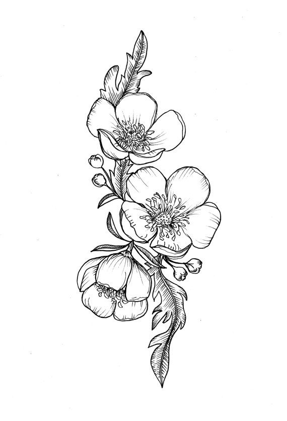 570x836 Custom Buttercup Illustration Tattoo For Greer By Themintgardener - Buttercup Sketch