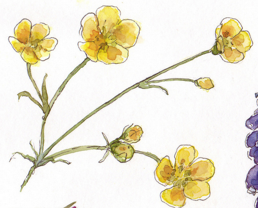 510x411 Everyday Artist February 2014 - Buttercup Sketch