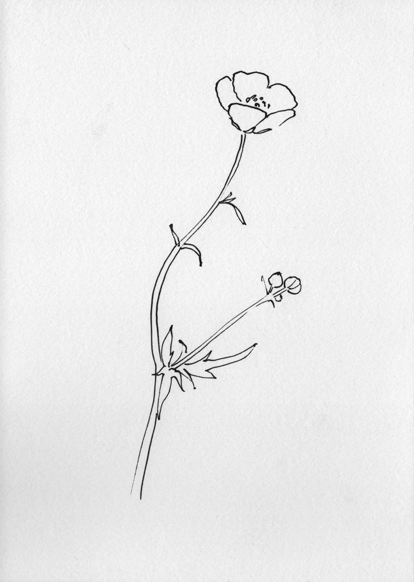 841x1181 Scribble Amp Daub Buttercup - Buttercup Sketch
