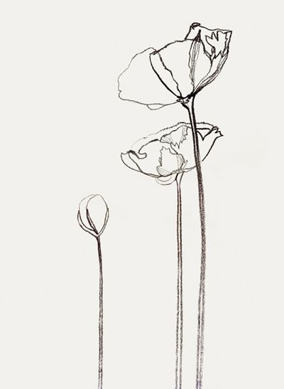 400x547 Icelandic Poppies. Gestural Contours Are Lovely. Art In 2018 - Buttercup Sketch