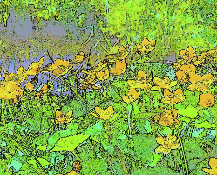 900x728 Buttercup Sketch Photograph By Julie Chambers - Buttercup Sketch