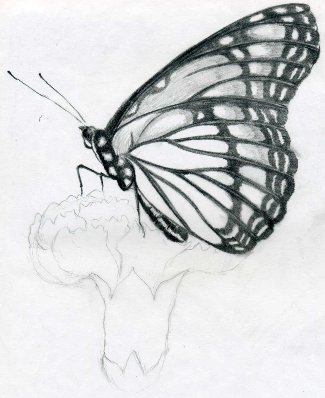 1040x1276 Butterfly Pencil Drawings You Can Practice - Butterfly And Flower Sketch