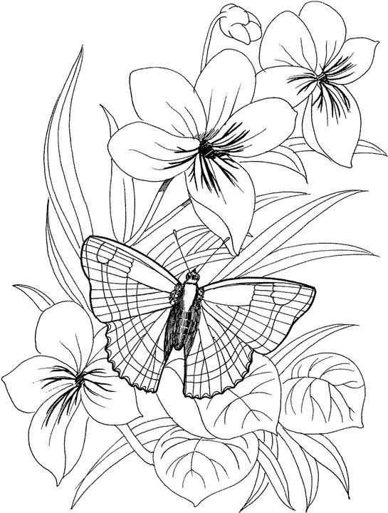 545x720 Drawn Butterfly Real Flower 3274137 - Butterfly And Flower Sketch