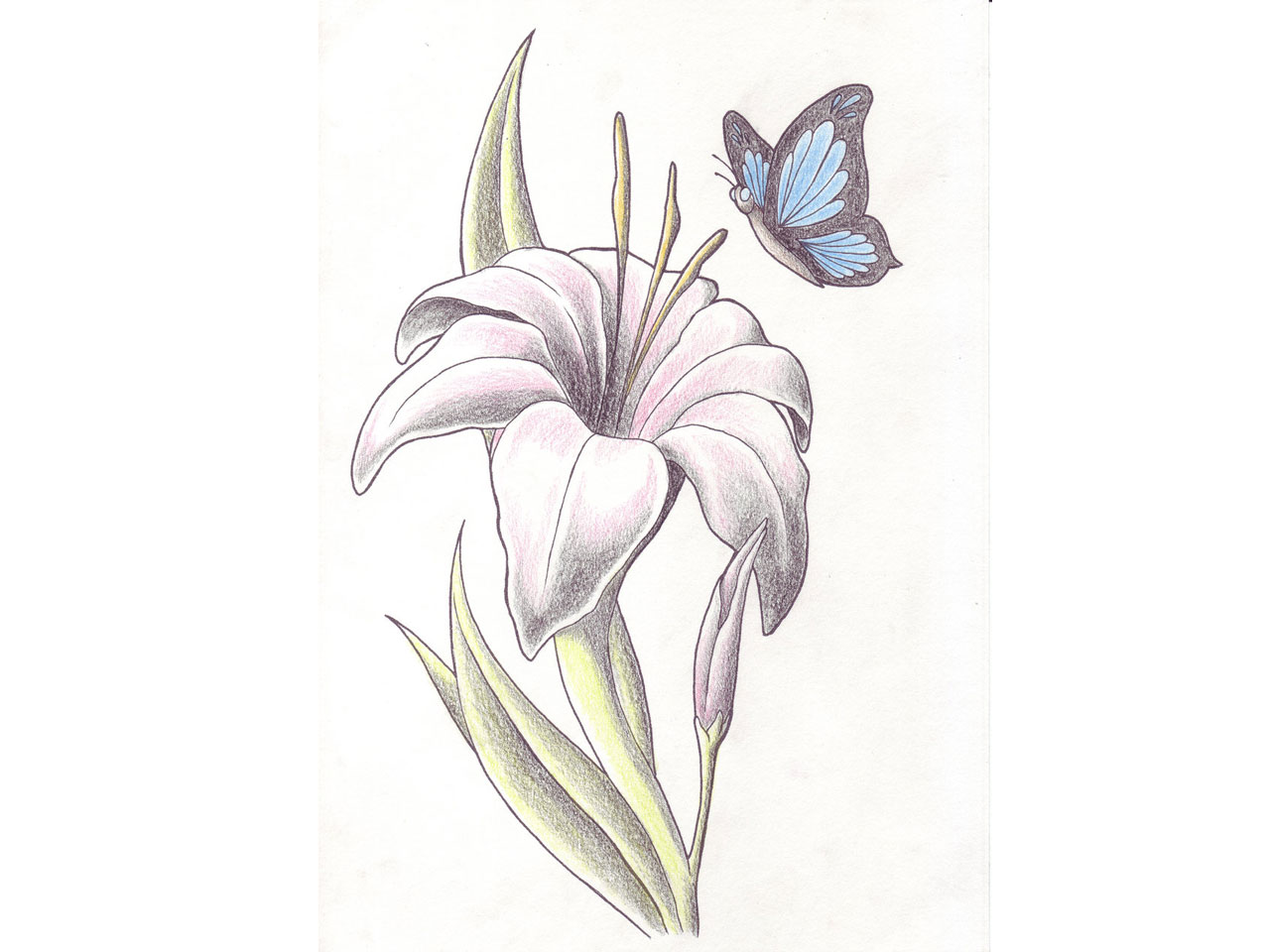 1280x960 Drawn Butterfly Lily - Butterfly And Flower Sketch