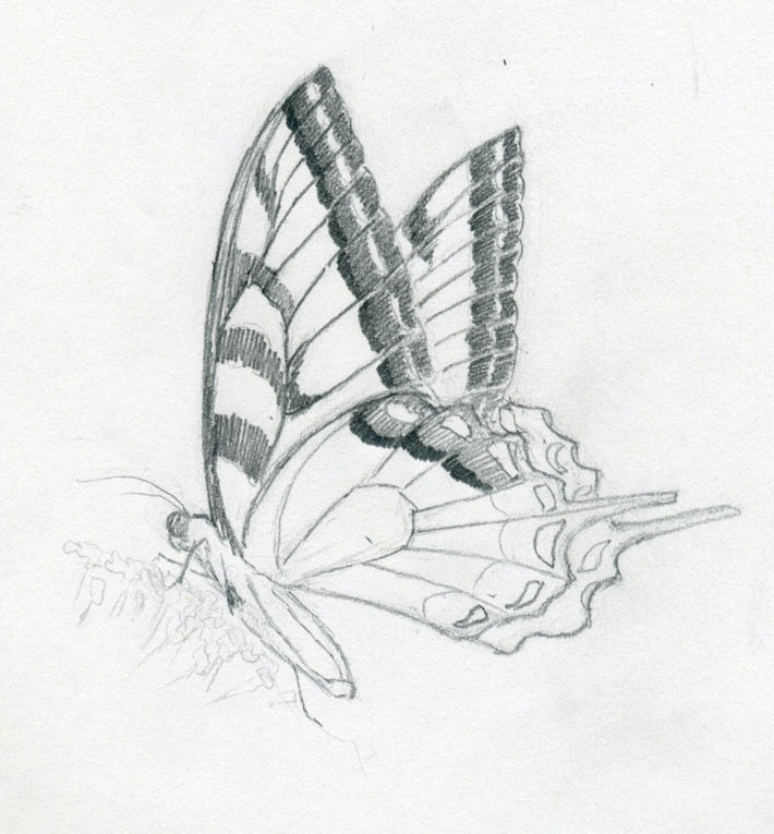 710x765 Make Butterfly Sketch Quickly And Easily. Speed Is The Key - Butterfly And Flower Sketch