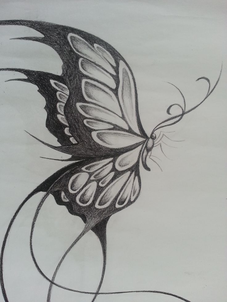 Butterfly And Flower Sketch At Paintingvalleycom Explore