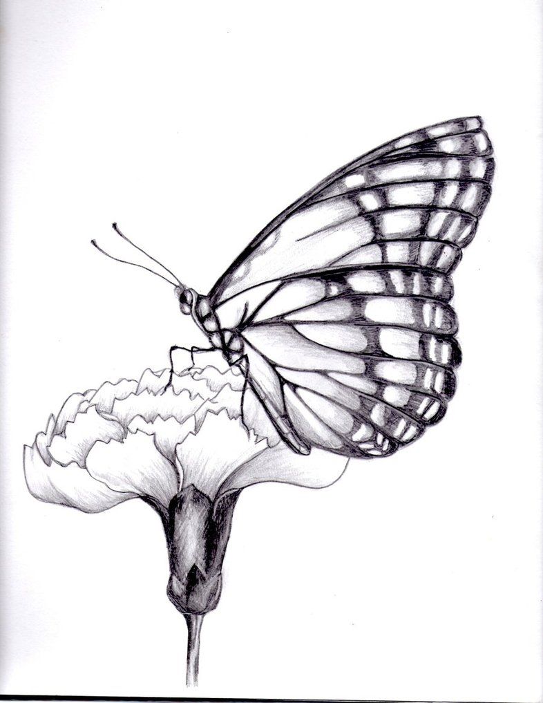 786x1017 Drawings Of Flowers And Butterflies My Drawing Of A Butterfly - Butterfly And Flower Sketch