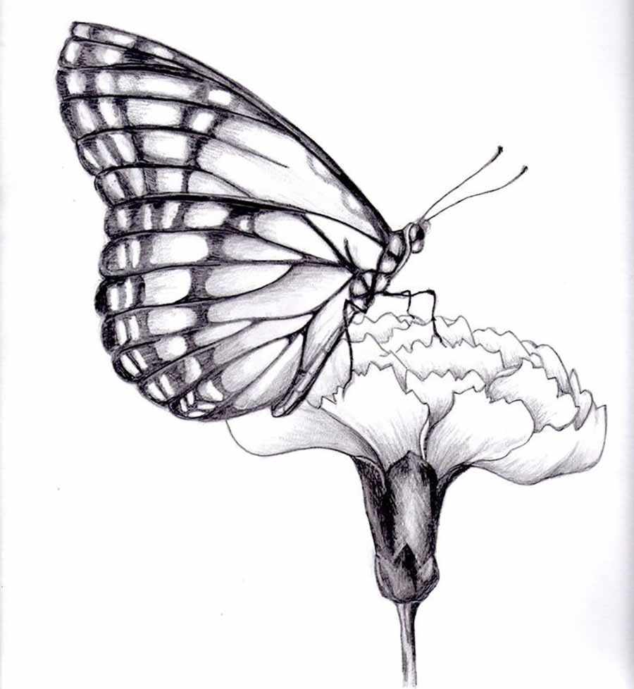 900x978 Butterfly On Flower Sketch Butterfly And Flower Drawing How To - Butterfly And Flower Sketch