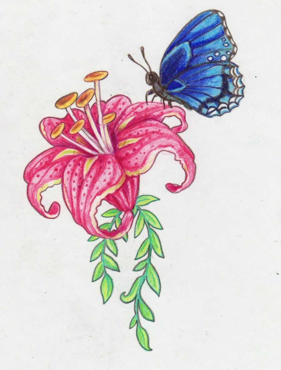 900x1183 Drawing Sketches Of Flowers And Butterflies Drawn Butterfly Flower - Butterfly Flower Sketch