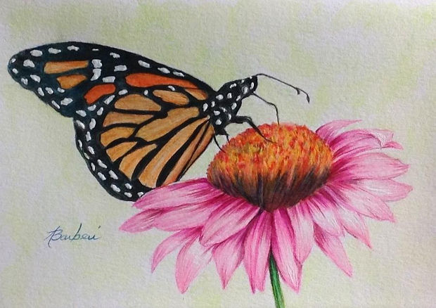 620x438 Drawn Butterfly Flower Sketch - Butterfly Flower Sketch