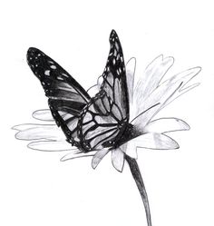236x249 Drawings Of Flowers And Butterflies My Drawing Of A Butterfly - Butterfly Flower Sketch