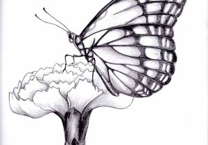300x210 Butterfly On Flower Pencil Drawing Butterfly Pencil Sketch - Butterfly Flower Sketch