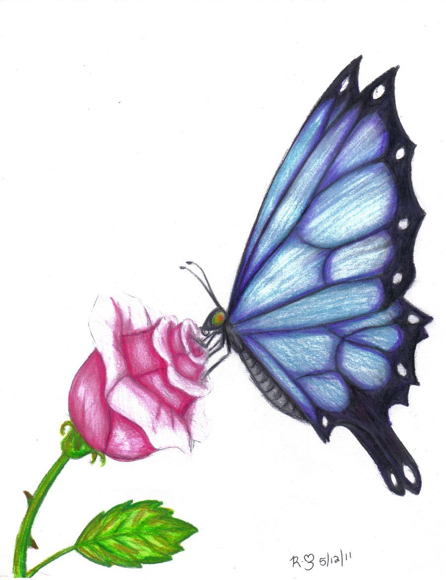 900x1168 Butterfly Drawings In Color Butterfly Rose By Evolra Traditional - Butterfly On A Flower Sketch