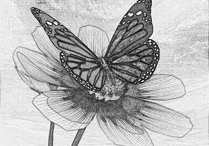 300x210 Butterfly Flowers Pencil Drawing Images Butterfly Pencil Drawing - Butterfly On A Flower Sketch