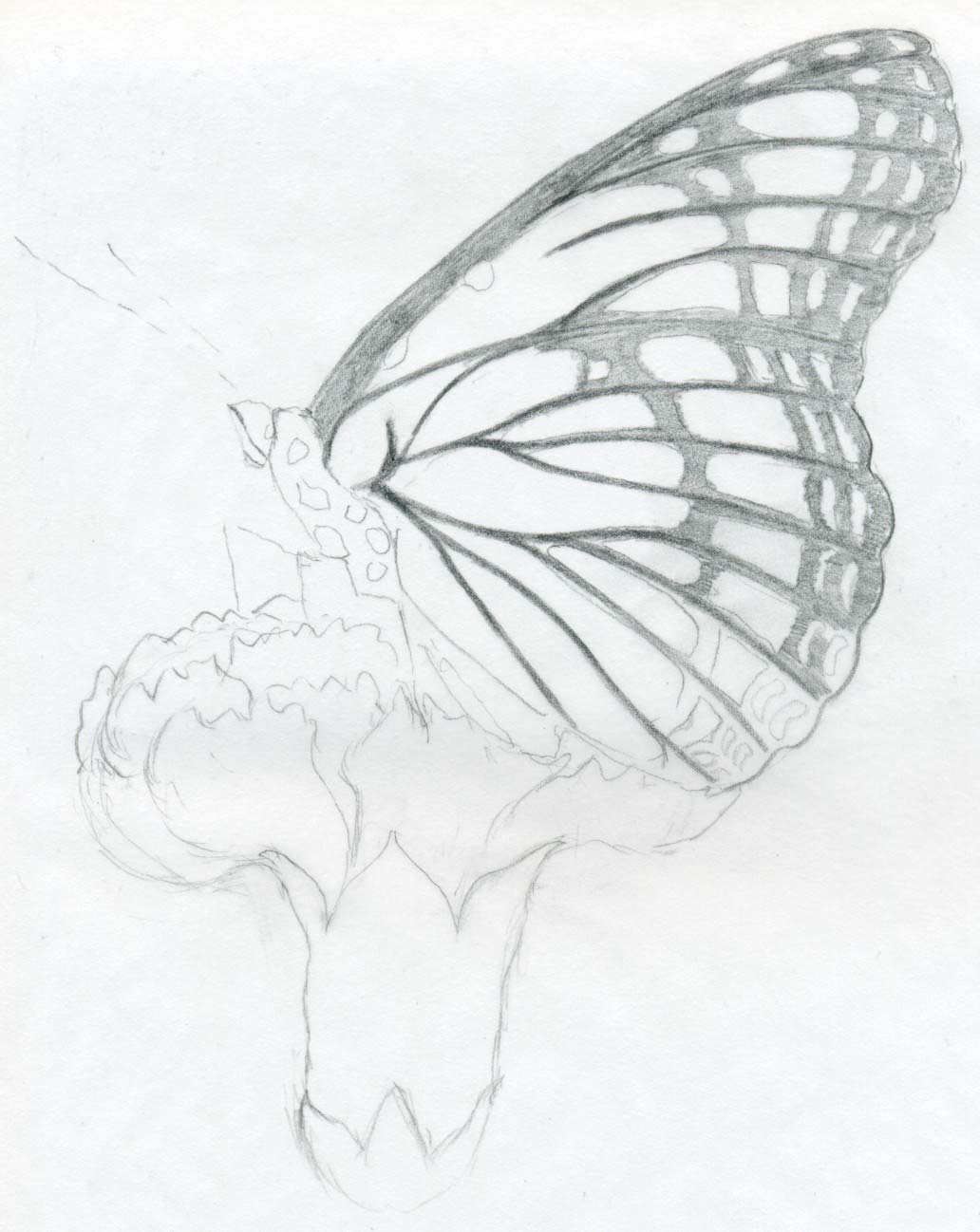 1032x1298 Butterfly Pencil Drawings You Can Practice - Butterfly On A Flower Sketch