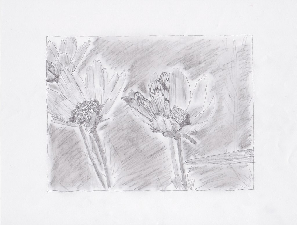 1024x775 Butterfly On A Flower Sketch By Northwillowleaf - Butterfly On A Flower Sketch