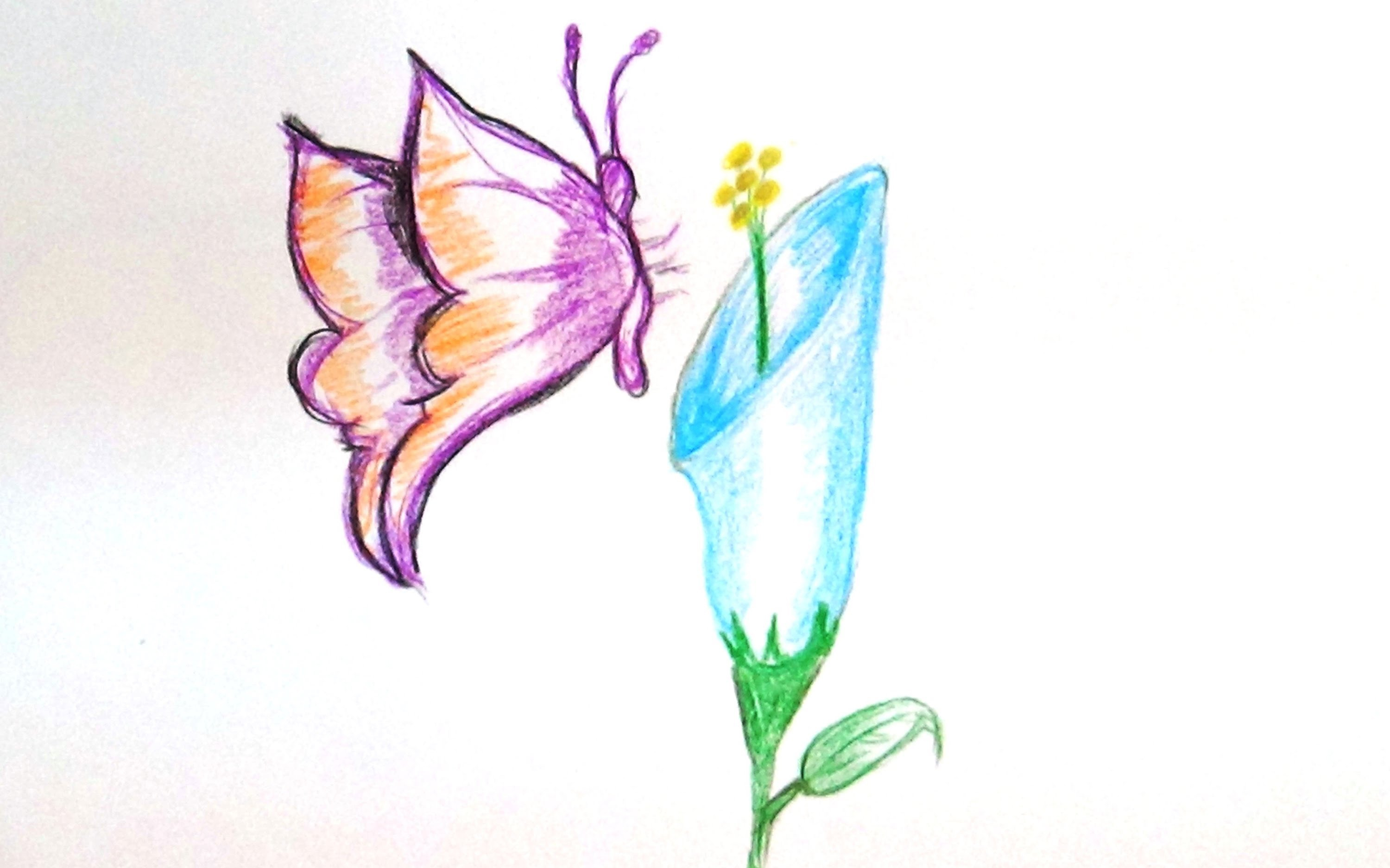 3000x1873 Drawing Of Butterfly On A Flower Drawn Butterfly Flower Sketch - Butterfly On A Flower Sketch