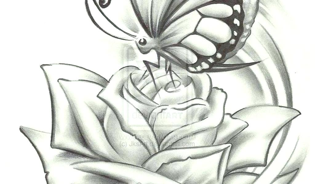 1024x600 Flower And Butterfly Sketches Pencil Drawings Of Flowers And - Butterfly On A Flower Sketch