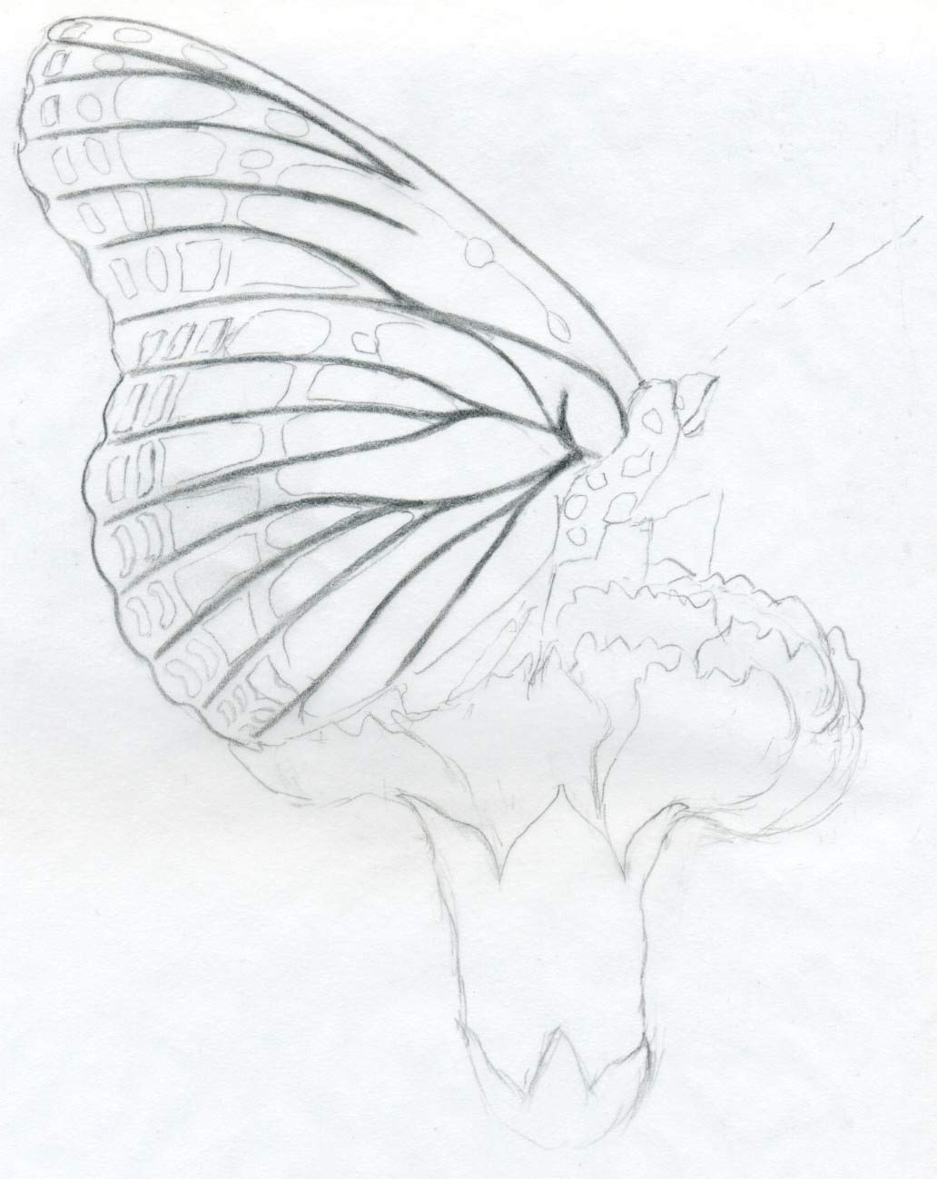 1032x1298 Flower Butterfly Pencil Line Drawing Pictures - Butterfly On A Flower Sketch