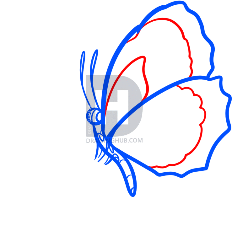 739x720 How To Draw A Butterfly On A Flower, Butterfly And Flower, Step By - Butterfly On A Flower Sketch