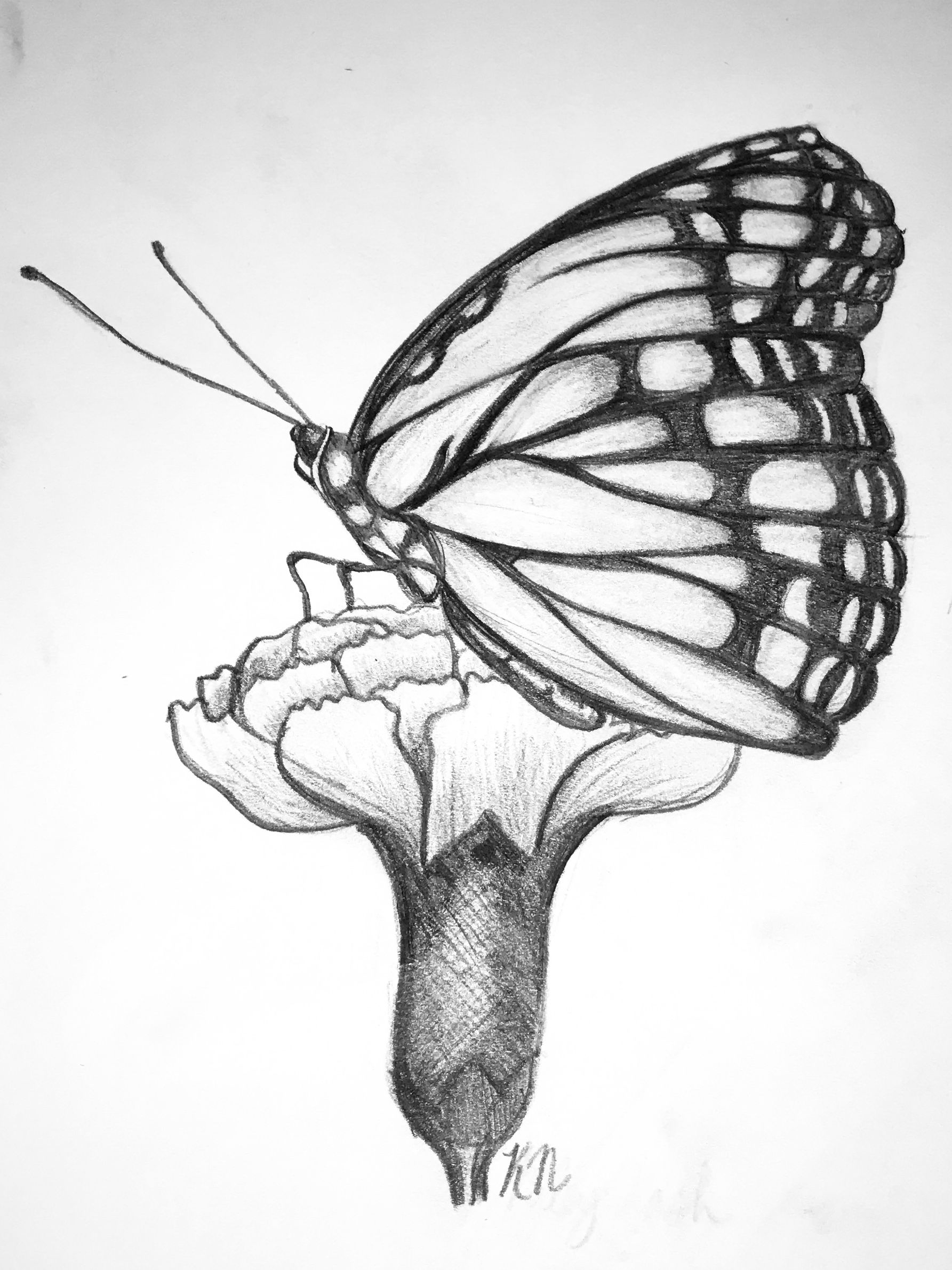 rose and butterfly sketch