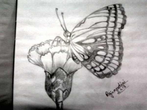 600x450 Sketch Of A Butterfly On A Flower - Butterfly On A Flower Sketch