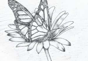 300x210 Sketches Of Flowers And Butterflies How To Draw A Butterfly On A - Butterfly On A Flower Sketch