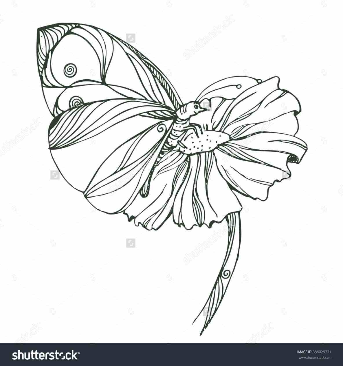 1185x1264 Butterfly On Flower Sketch - Butterfly On A Flower Sketch