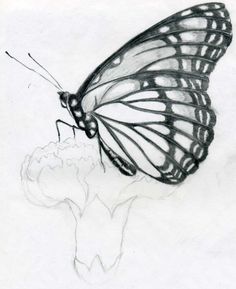 236x289 Drawings Of Flowers And Butterflies My Drawing Of A Butterfly - Butterfly On A Flower Sketch