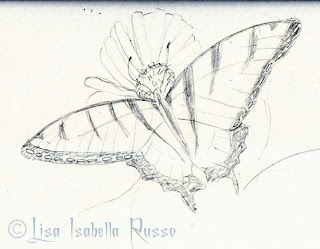 320x249 The Fine Art And Ramblings Of Lisa Isabella Russo Sketch Of A - Butterfly On A Flower Sketch
