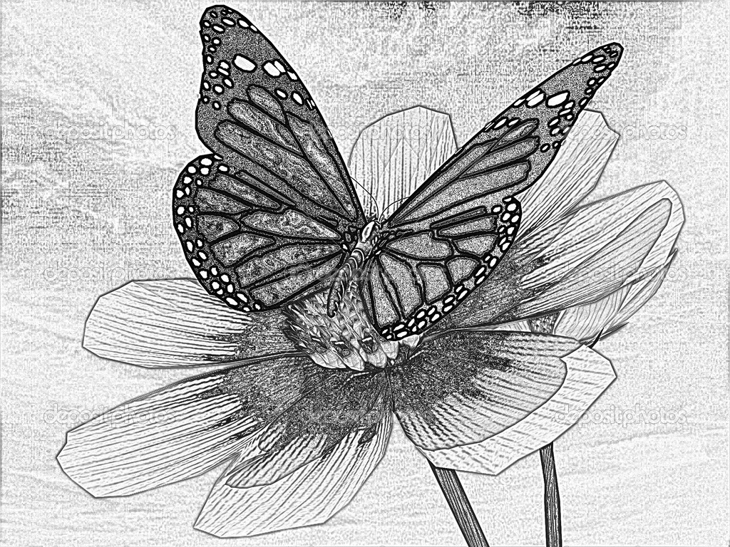 1024x768 Butterflies On Flower Sketch How To Draw A Butterfly On A Flower - Butterfly On A Flower Sketch