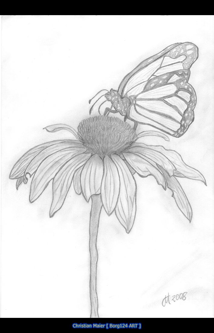 708x1100 Image Detail For Butterfly On A Flower Craft Ideas - Butterfly On Flower Sketch