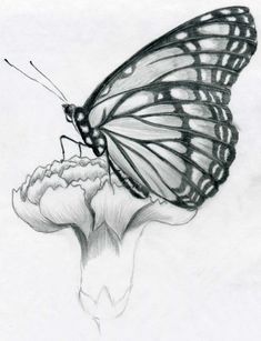 235x307 Drawings Of Flowers And Butterflies My Drawing Of A Butterfly - Butterfly On Flower Sketch