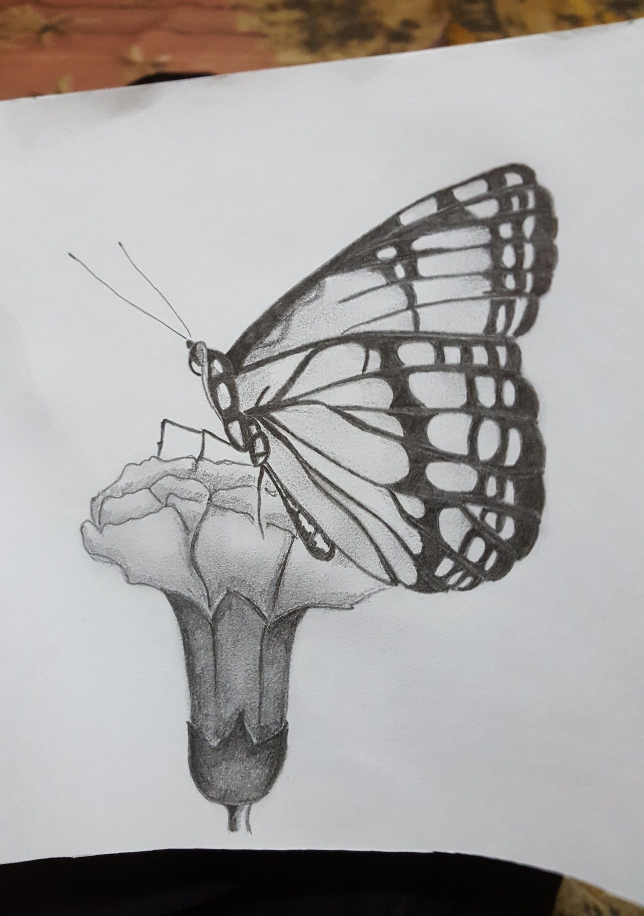 1280x1820 Beautiful Butterfly Sat On The Flower - Butterfly On Flower Sketch