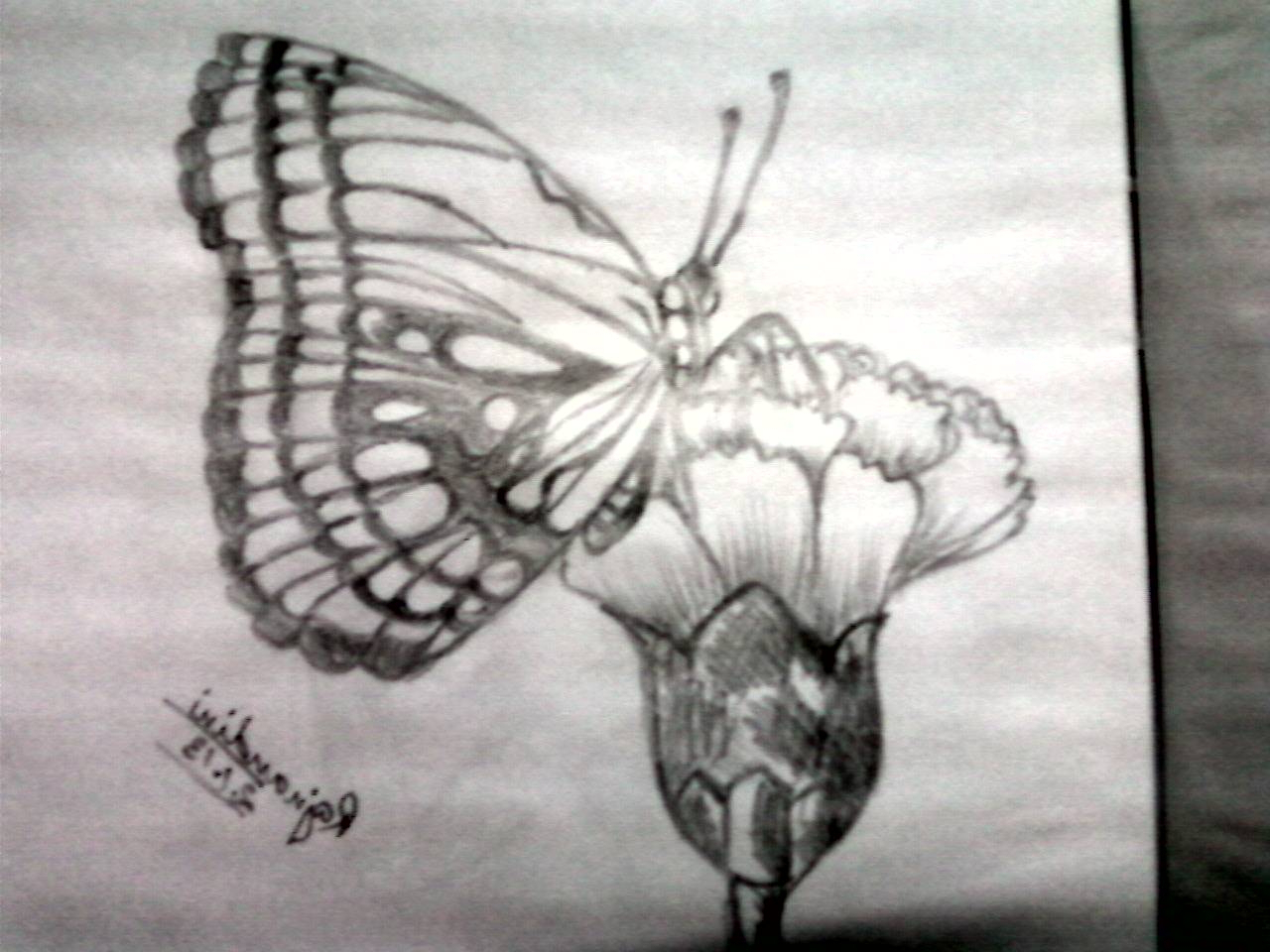 1280x960 Butterfly Flowers Pencil Drawing Images Butterfly Flower Pencil - Butterfly On Flower Sketch
